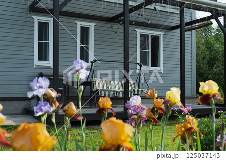 Irises flowers of different varieties in garden in front of veranda of private wooden house. Focus on Iris flowers. Outdoors. Summer season and gardening. Irises flowers of different varieties in garden in front of veranda of private wooden house. Focus on Iris flowers. Outdoors. Summer season and gardening. 125037143