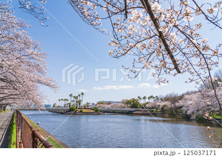 荒子川公園、満開の桜〈愛知県名古屋市〉 125037171