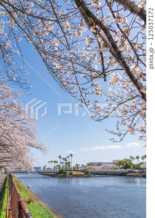 荒子川公園、満開の桜〈愛知県名古屋市〉 125037172