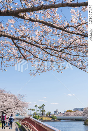 荒子川公園、満開の桜〈愛知県名古屋市〉 125037174