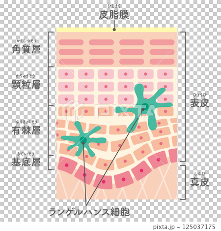肌の断面のイラスト／ランゲルハンス細胞の追加（名称あり） 125037175