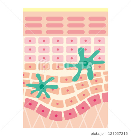肌の断面のイラスト／ランゲルハンス細胞の追加（名称なし） 125037216