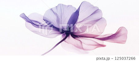 Ethereal Translucent Flowers in Soft Pastel Shades. BAnner 125037266