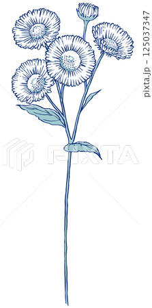 4輪の花と蕾を1つ付けた1本のヒメジョオン　筆描き・2色塗り 125037347