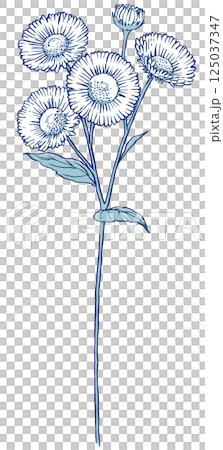 4輪の花と蕾を1つ付けた1本のヒメジョオン　筆描き・2色塗り 125037347