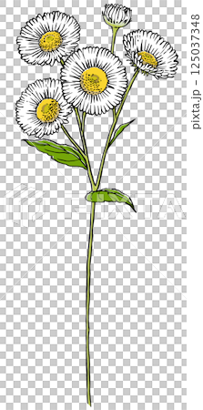 4輪の花と蕾を1つ付けた1本のヒメジョオン　筆描き・マット塗り 125037348