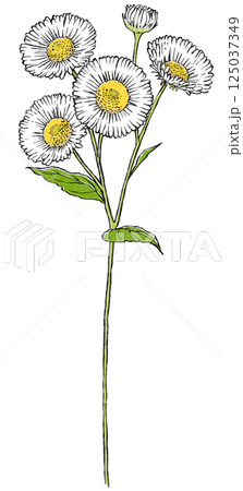 4輪の花と蕾を1つ付けた1本のヒメジョオン 版画風 4輪の花と蕾を1つ付けた1本のヒメジョオン 版画風 125037349