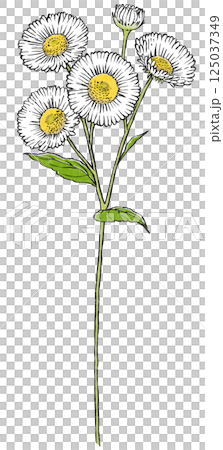 4輪の花と蕾を1つ付けた1本のヒメジョオン 版画風 4輪の花と蕾を1つ付けた1本のヒメジョオン 版画風 125037349