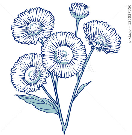 4輪の花と蕾を1つ付けたヒメジョオンのクローズアップ 筆描き・2色塗り 4輪の花と蕾を1つ付けたヒメジョオンのクローズアップ 筆描き・2色塗り 125037350