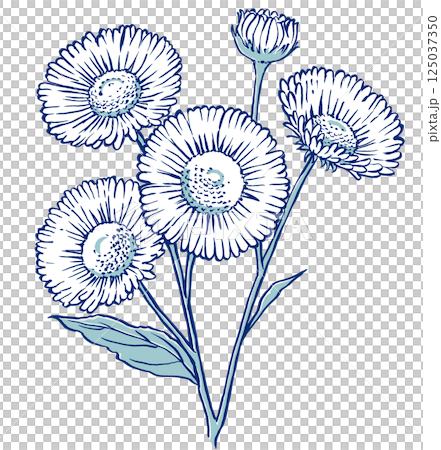 一朵可食用雛菊的特寫，有四朵花和一個花蕾，用兩種顏色繪製 125037350