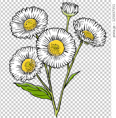Close-up of an edible daisy with four flowers and one bud, brush-drawn and matte-painted Close-up of an edible daisy with four flowers and one bud, brush-drawn and matte-painted 125037351