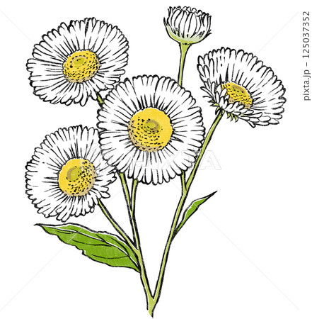 4輪の花と蕾を1つ付けたヒメジョオンのクローズアップ 版画風 4輪の花と蕾を1つ付けたヒメジョオンのクローズアップ 版画風 125037352