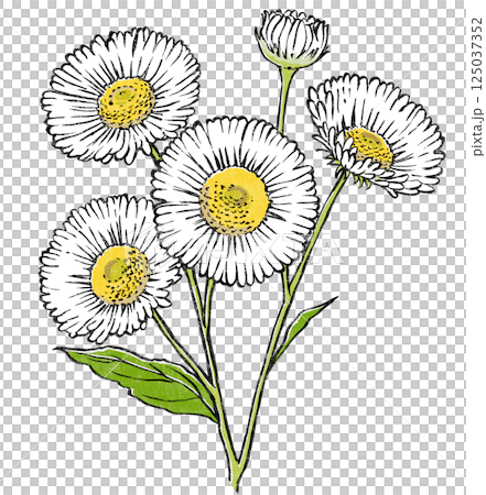 Close-up of an edible daisy with four flowers and one bud, print-style Close-up of an edible daisy with four flowers and one bud, print-style 125037352