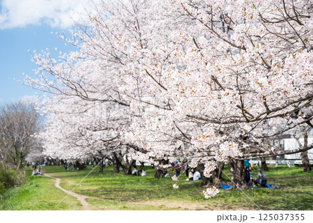 【武庫川河川敷公園】休日の桜並木のある公園 125037355