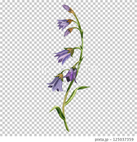 Purple bellflower with green stem and leaves, hand painted with watercolor. Watercolor illustration. Suitable for printing on fabric, paper, for wedding invitations, postcards. Purple bellflower with green stem and leaves, hand painted with watercolor. Watercolor illustration. Suitable for printing on fabric, paper, for wedding invitations, postcards. 125037359