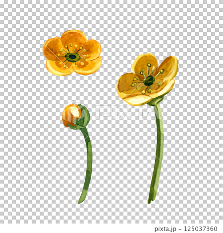 Meadow flower buttercup, yellow, bud with stem, all objects are hand-drawn with watercolor. Set of watercolor illustrations. For printing on fabric, paper, for designing invitations, postcards. Meadow flower buttercup, yellow, bud with stem, all objects are hand-drawn with watercolor. Set of watercolor illustrations. For printing on fabric, paper, for designing invitations, postcards. 125037360