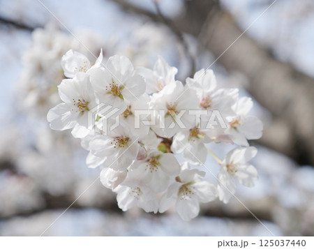 桜咲く 125037440