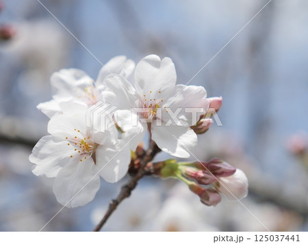 桜咲く 125037441