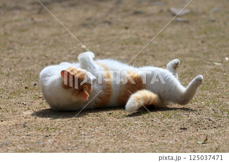 寝ころぶ猫  イメージ 125037471