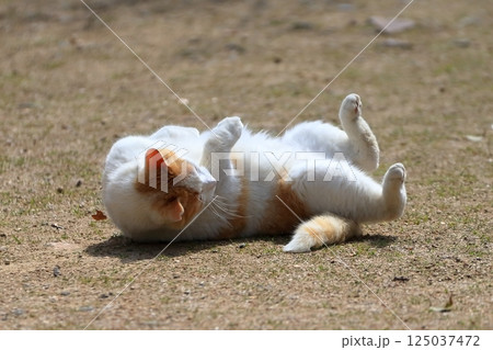 寝ころぶ猫  イメージ 125037472