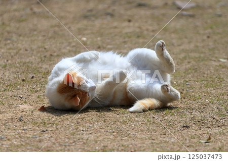寝ころぶ猫  イメージ 125037473