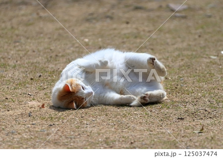 寝ころぶ猫 イメージ 寝ころぶ猫 イメージ 125037474