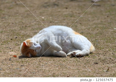 寝ころぶ猫  イメージ 125037475