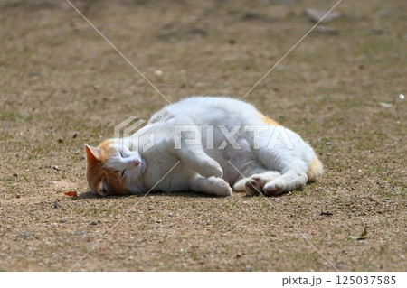 寝ころぶ猫  イメージ 125037585