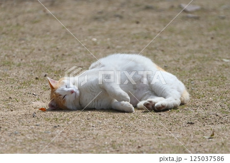寝ころぶ猫 イメージ 寝ころぶ猫 イメージ 125037586