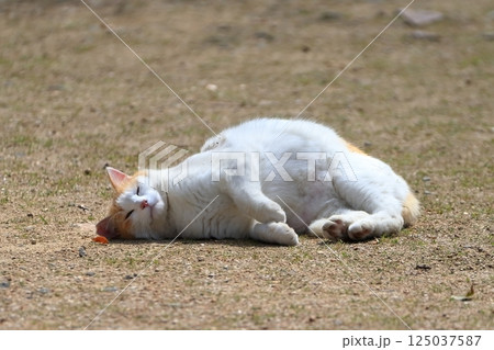 寝ころぶ猫  イメージ 125037587