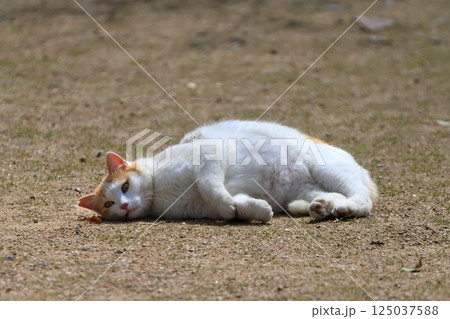 寝ころぶ猫 イメージ 寝ころぶ猫 イメージ 125037588