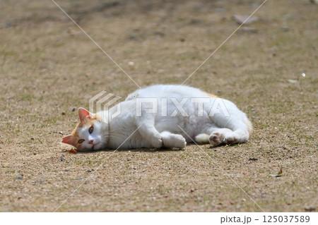 寝ころぶ猫 イメージ 寝ころぶ猫 イメージ 125037589