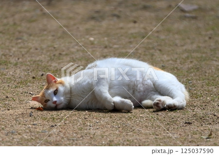 寝ころぶ猫  イメージ 125037590