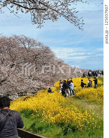 the road to the cherry blossom tree the road to the cherry blossom tree 125037607