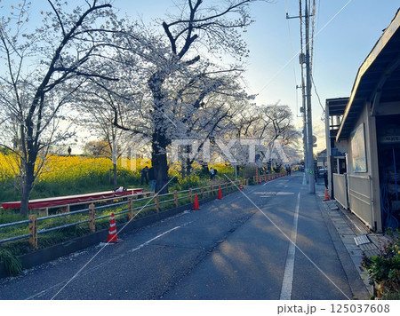 spring landscape with a park spring landscape with a park 125037608