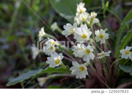 Primula vulgaris white flowers in the shadow woodland forest. Common primrose flowers. 125037633