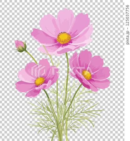 コスモスの水彩風イラスト　生成AI 125037756