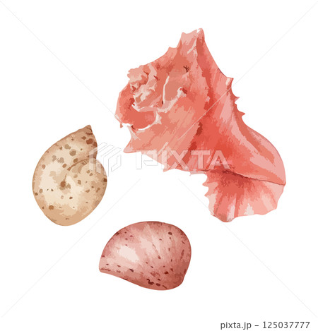 海辺の綺麗な貝殻の水彩風イラスト　生成AI 125037777