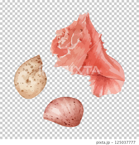 沙灘上美麗的貝殼水彩插畫AI生成 125037777