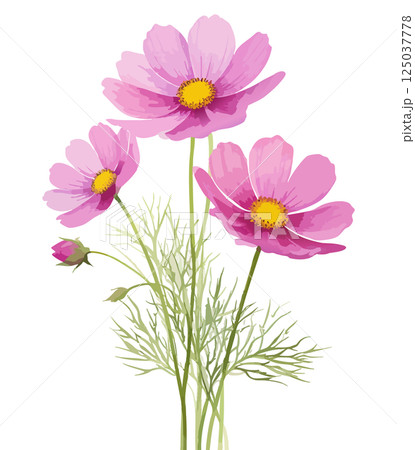 コスモスの水彩風イラスト　生成AI 125037778