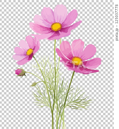 コスモスの水彩風イラスト　生成AI 125037778