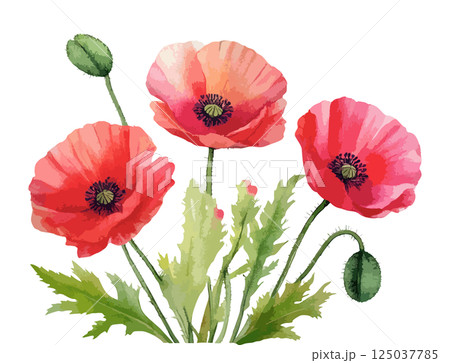 ポピーの花の水彩風イラスト 生成AI ポピーの花の水彩風イラスト 生成AI 125037785