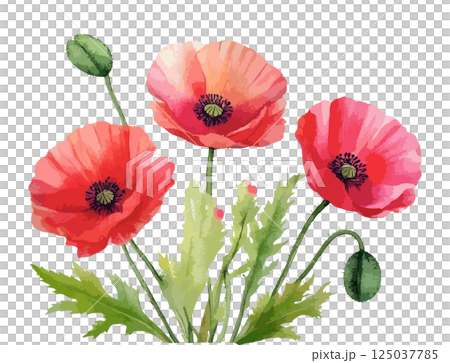 ポピーの花の水彩風イラスト 生成AI ポピーの花の水彩風イラスト 生成AI 125037785