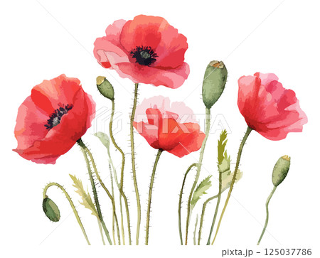 ポピーの花の水彩風イラスト 生成AI ポピーの花の水彩風イラスト 生成AI 125037786