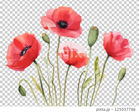 ポピーの花の水彩風イラスト 生成AI ポピーの花の水彩風イラスト 生成AI 125037786