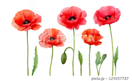 ポピーの花の水彩風イラスト 生成AI ポピーの花の水彩風イラスト 生成AI 125037787