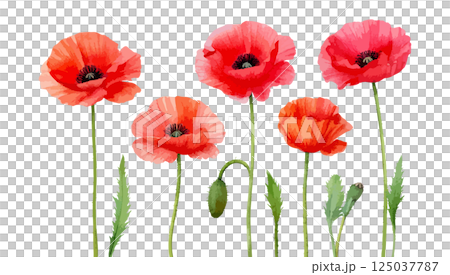 ポピーの花の水彩風イラスト 生成AI ポピーの花の水彩風イラスト 生成AI 125037787