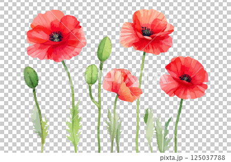罌粟花水彩插畫AI生成 125037788