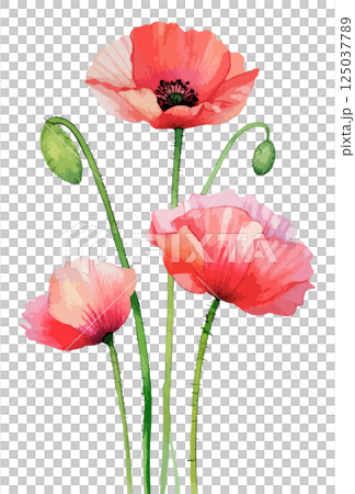 罌粟花水彩插畫AI生成 125037789