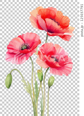 罌粟花水彩插畫AI生成 125037791